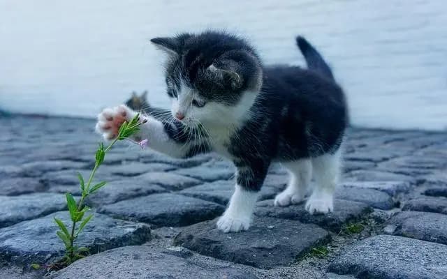 Весь в масле, но живой - в Филлахе пожарные спасли котенка