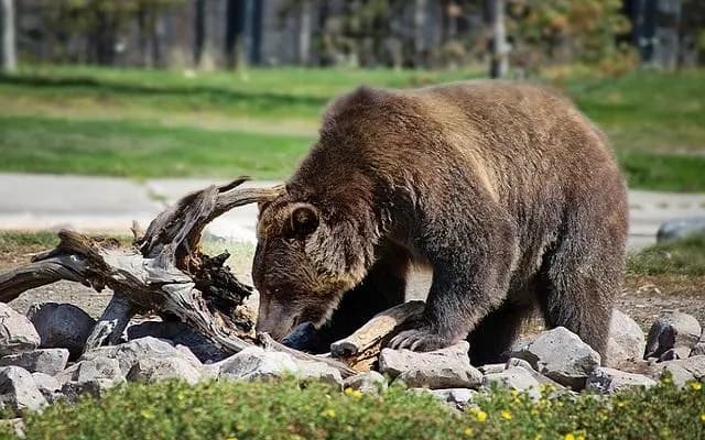 В Нижней Австрии собирают орехи медведям на пропитание