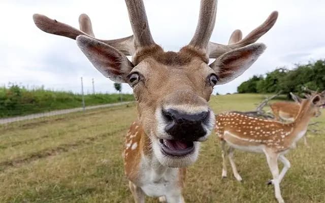 В  Hinterstoder полицейские разнимали дерущихся оленей