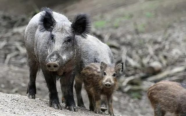 В Вене растет популяция кабанов, доставляющая проблемы населению