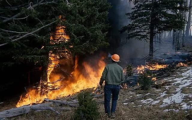 В лесах Нижней Австрии введено чрезвычайное положение из-за высокой пожароопасности