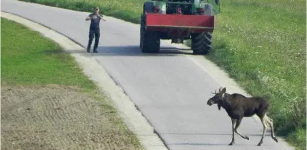 Лось в Австрии? Да ладно!