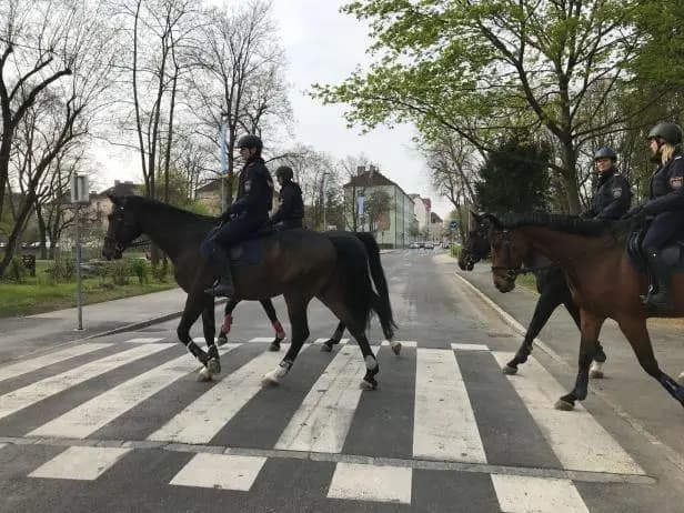 Первое появление "кавалерии Кикля" на публике