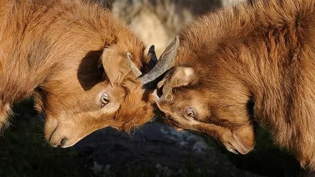 Ссора двух водителей в Вене закончилась стрельбой