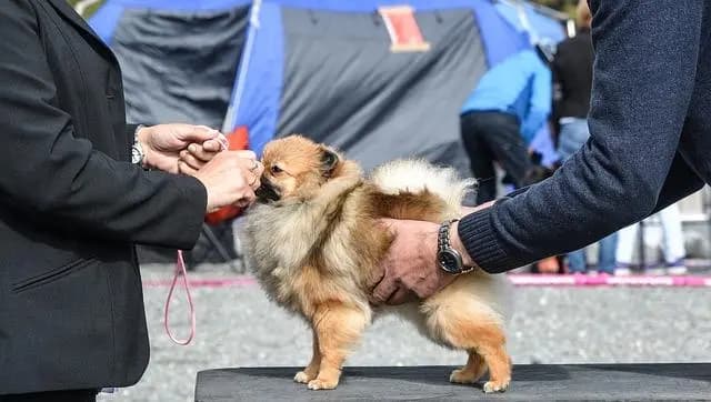 Беспорядки на собачьей выставке в Вельсе