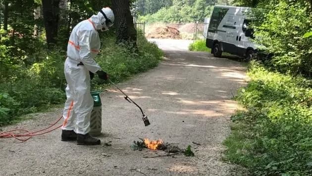 В Вене с опасными гусеницами борются при помощи  огнемётов