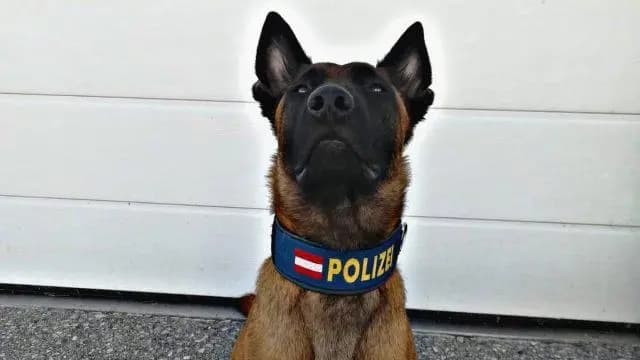Австрийская ищейка  Лорис привела полицию к российскому гражданину