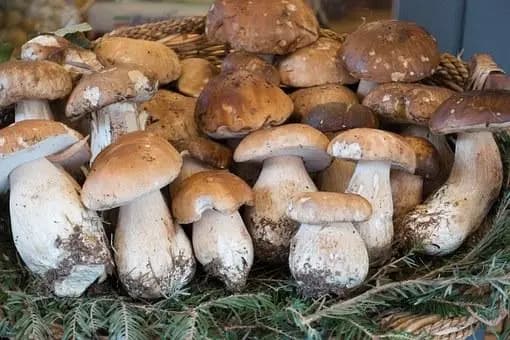 Хорошее начинание  - конфискованые у итальянцев грибы тирольские  полицейские  передают в дома престарелых