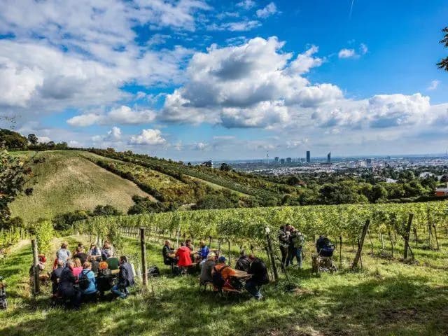 Три маршрута по венскому винному раю в рамках ежегодного Weinwandertag