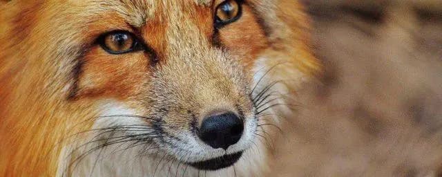 В Каринтии лиса ночью пробралась в отель и покусала спящих гостей