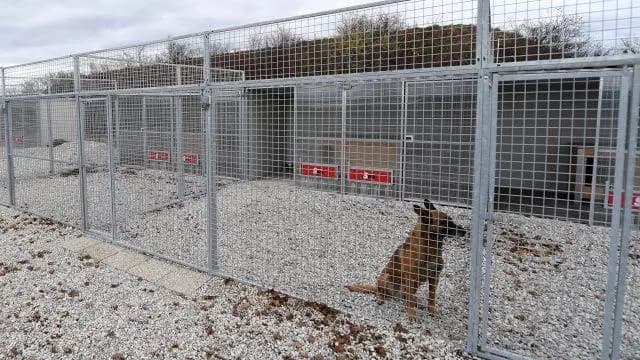 Смертельное нападение собаки: согласно отчету солдат виноват сам
