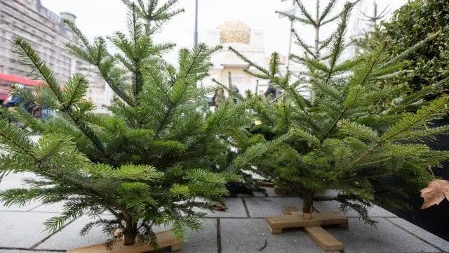 В выходные в Вене начинается продажа рождественских елок