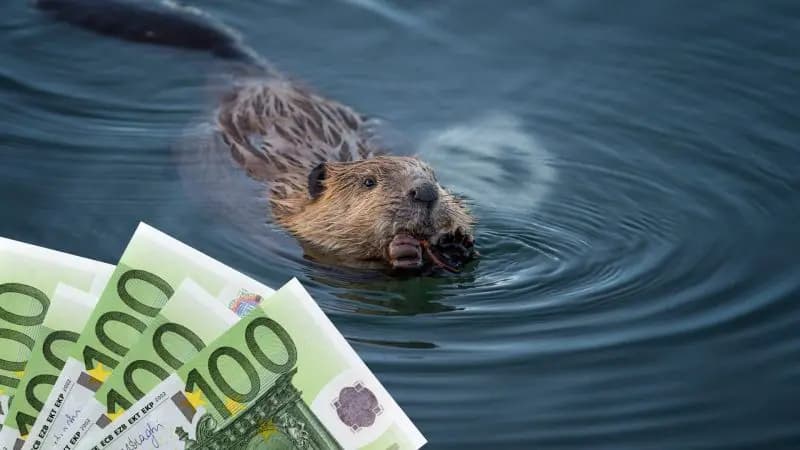 В Нижней Австрии из арбалета убит бобер: вознаграждение за информацию о преступнике