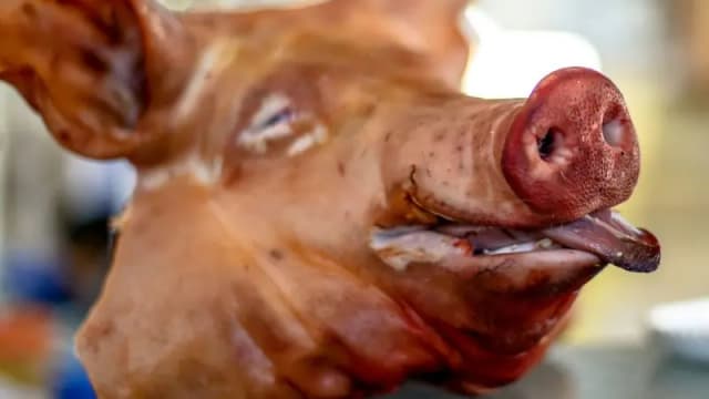 Государственное управление по защите Конституции: к мечети в Граце подбросили голову свиньи