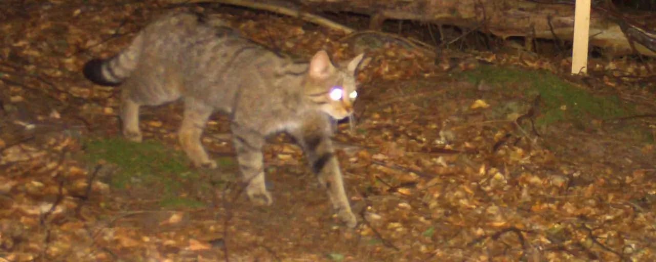 В Каринтии замечены дикие кошки, которые считались вымершими