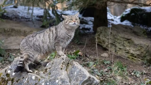 Дикую кошку снова стали замечать вo многих местах в Австрии