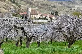 Пора ехать любоваться: первые абрикосовые деревья в Вахау зацвели