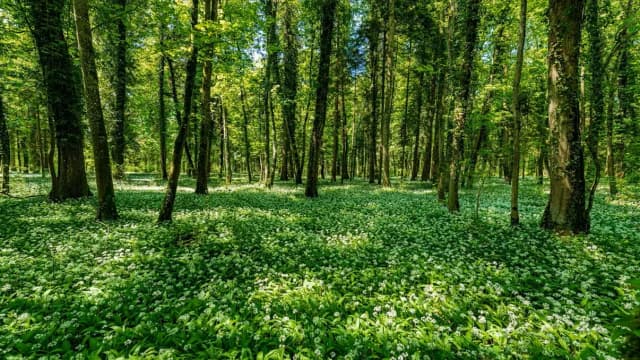 Фатальная ошибка – супружеская пара погибла, перепутав черемшу и ландыши