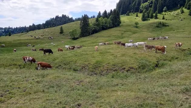 В Зальцбурге на семью во время прогулки напали коровы –  погибла женщина