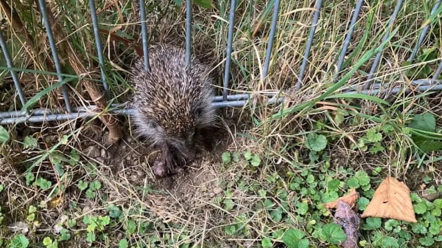 Санкт-Пельтен: мама-ежиха застряла в заборе, но помогли пожарные