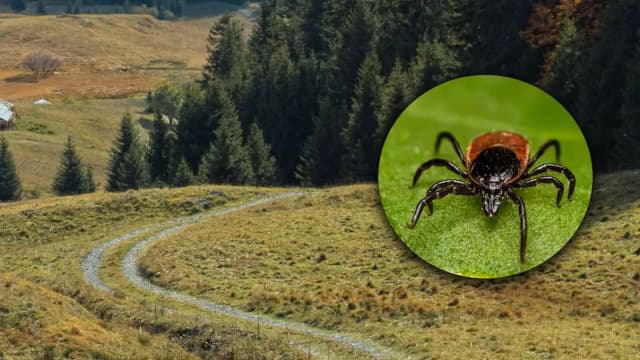 Сезон клещей 2025: десятки госпитализаций и пугающее открытие ученых