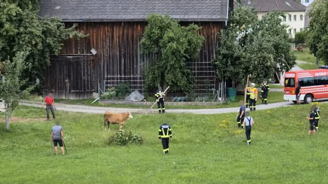 Миссия «Корова в бегах»: фермерский экшен в районе Рорбах