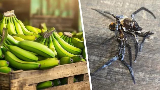 Кошмар в Штирии: продавщица нашла ядовитого паука в фруктовом ящике