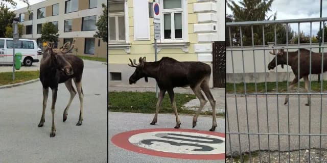 Уже культовый лось Эмиль переплыл Дунай и двинулся дальше