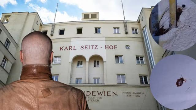 Нашествие клопов в муниципальном доме Вены: жители требуют мер