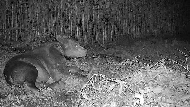 Жители обеспокоены:  по долине Каринтии бродит 300-килограммовый бурый медведь