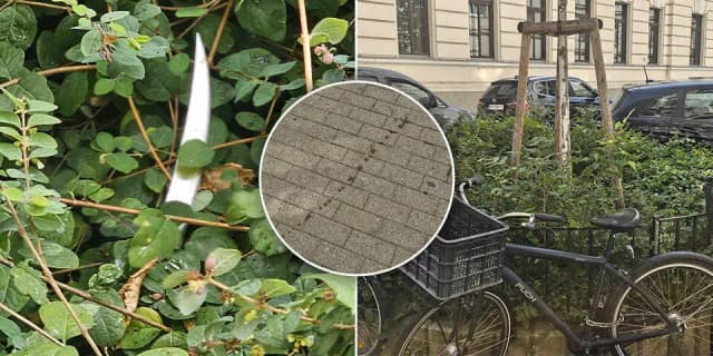 Масштабная полицейская операция в школе в Бригиттенау: учащаяся получила в туалете ножевое ранение