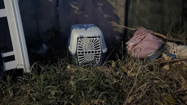 Летний антирекорд: венский приют Приют TierQuarTier переполнен брошенными кошками и собаками