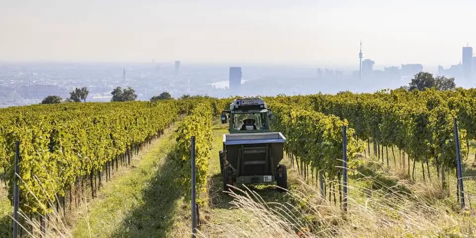 Урожай 2025: Венские виноделы празднуют «сенсационный год»