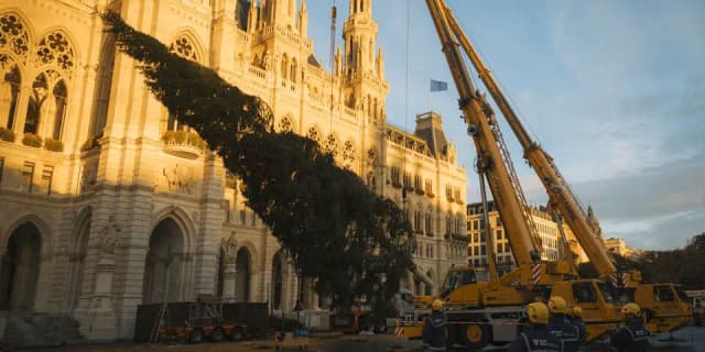 Из Тироля с любовью: Вену украсила 50-летняя ель весом 4,6 тонны