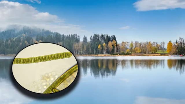 Ядовитое озеро: в Шварцзее в Тироле обнаружили опасные водоросли