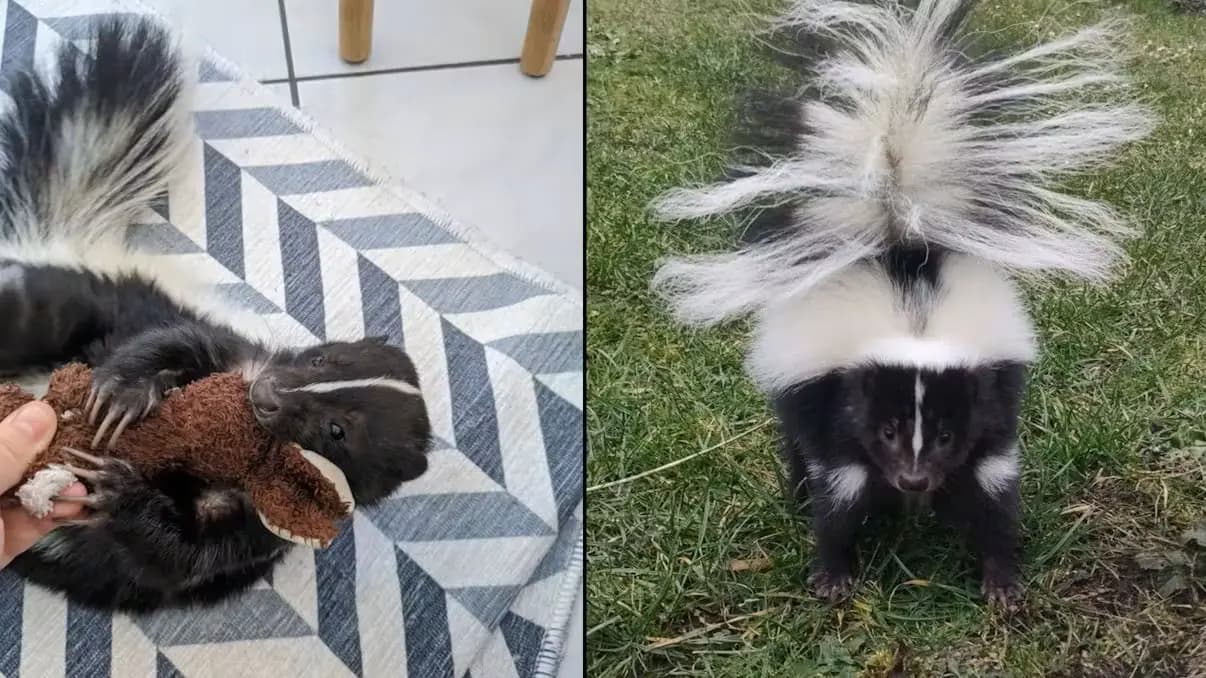 Не пугать и держать дистанцию: в Вене ищут сбежавшего скунса