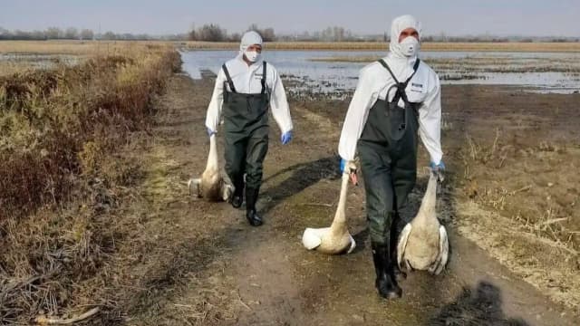 Птичий грипп на пороге: первые тревожные случаи в Австрии
