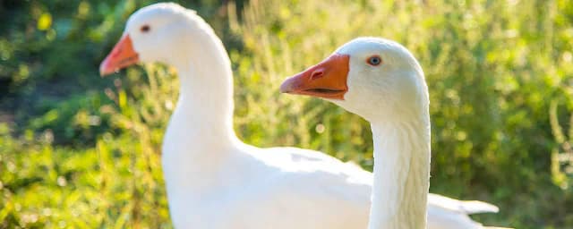 Сельское хозяйство под давлением: уже два очага заражения птичьим гриппом