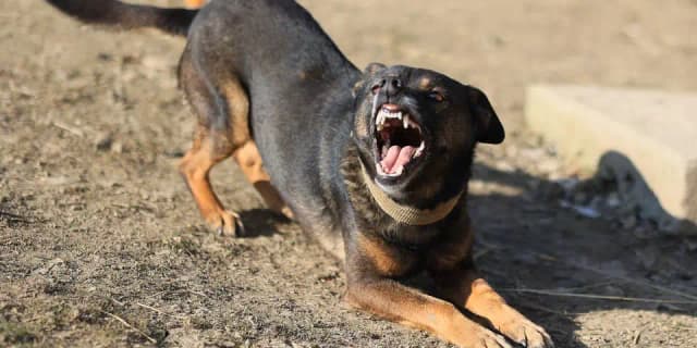 Ротвейлер покусал десятимесячного малыша: ребёнка доставили в клинику вертолётом