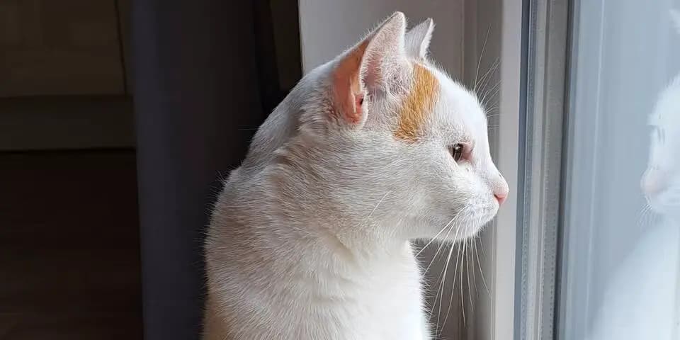 Маленькое чудо в Вене: кот Спот вернулся через год