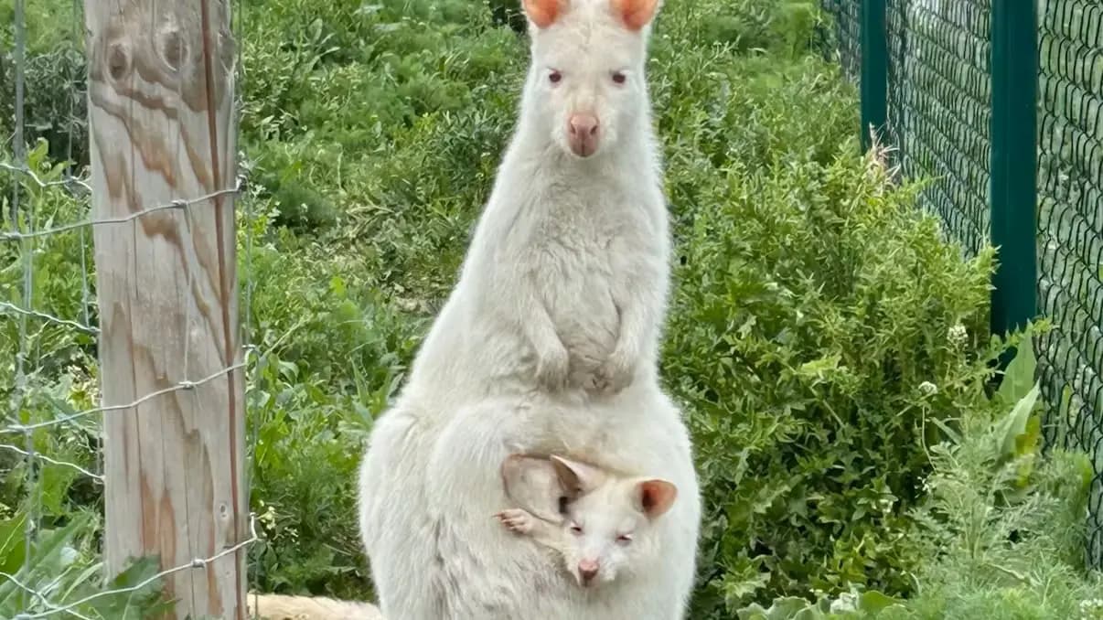 В Нижней Австрии украли кенгуру — объявлена награда 2 000 евро