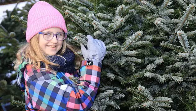 Ёлка-2025: как избежать штрафа, выбрать свежее дерево и не переплатить