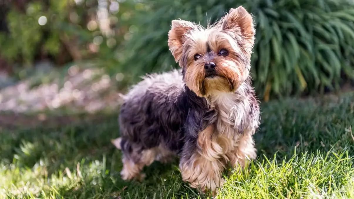 Трагедия на прогулке: сенбернары загрызли двух йоркширских терьеров под Грацем