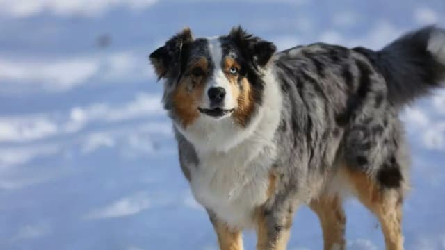 Дорогая прогулка: за собаку без поводка во дворе владельцам выставили счет на 42 000 евро