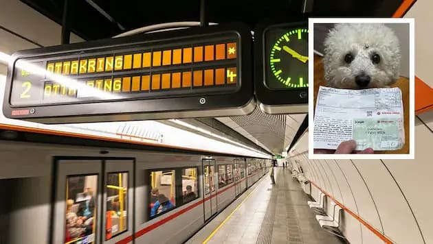 Даже преданный собачий взгляд не помог: Wiener Linien выписали штраф в 133 евро хвостатому "зайцу"