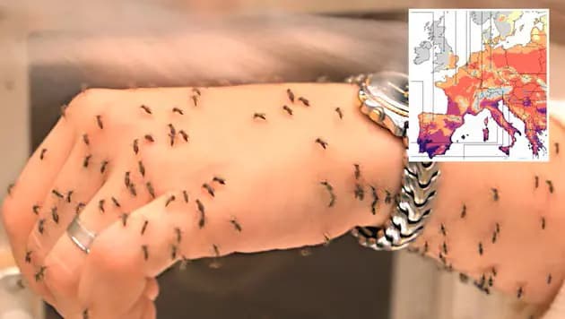 Вена, Грац и Линц под прицелом: тигровый комар оккупирует австрийские города