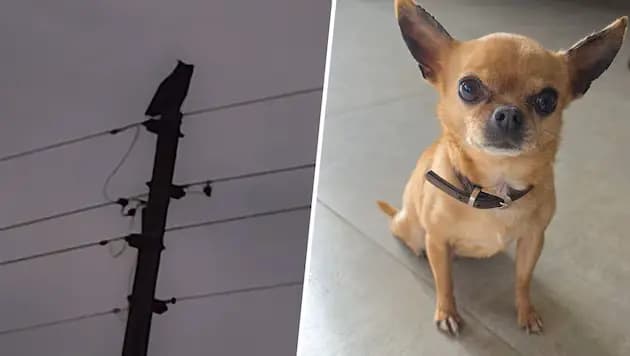 Зимний голод заставил филина охотиться на собак: невероятный случай в Каринтии