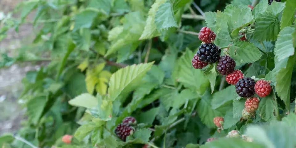 Ежевичная западня: в Австрии спасли россиянина, замерзавшего в кустах после падения