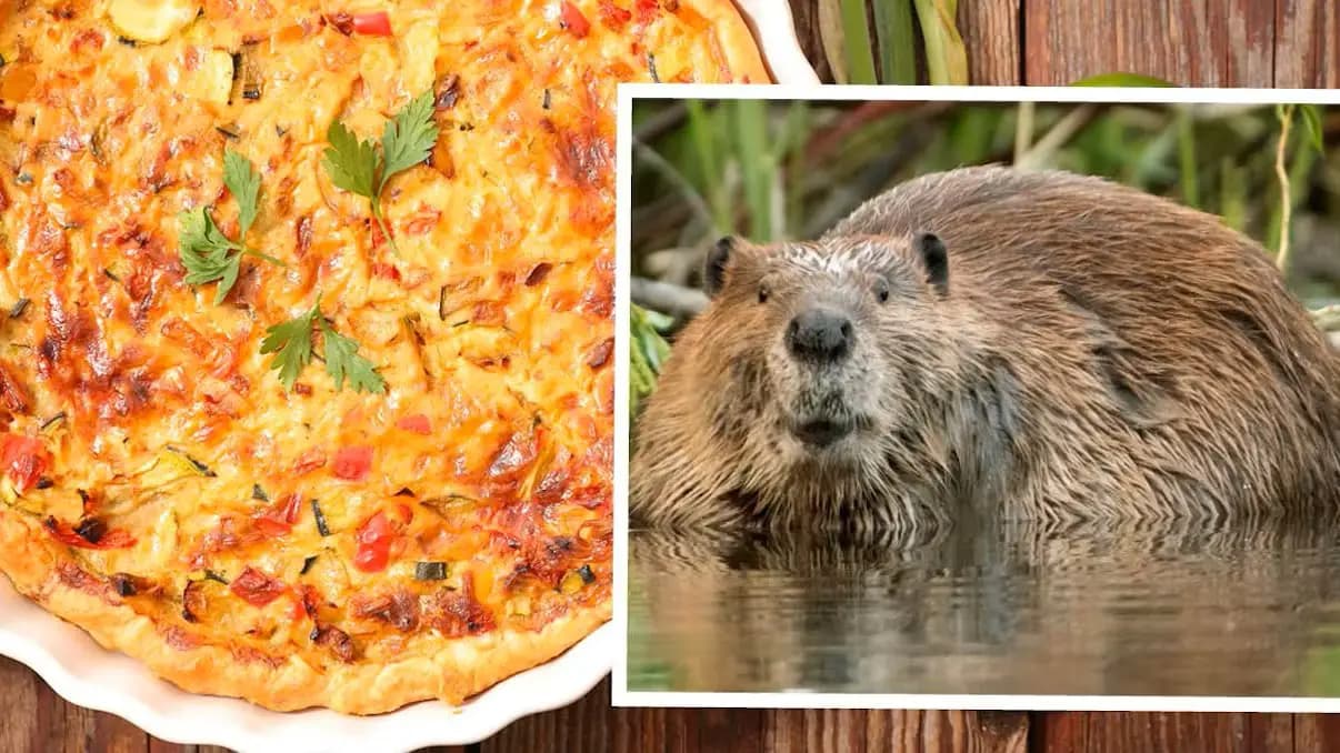 Бобр на тарелке: в Каринтии спорят о пироге из грызуна