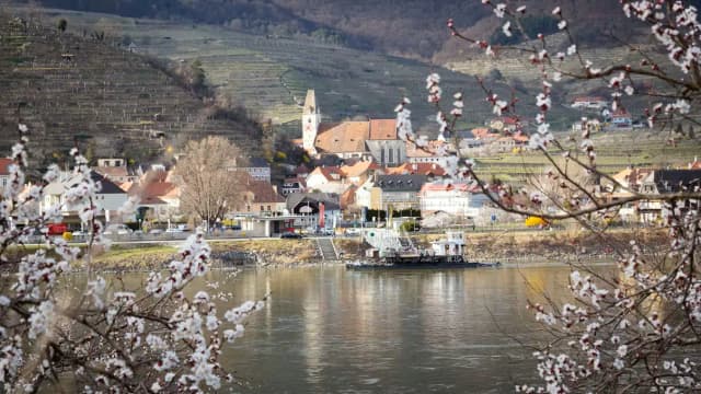 Короткое великолепие: цветение абрикосов открывает сезон в Вахау